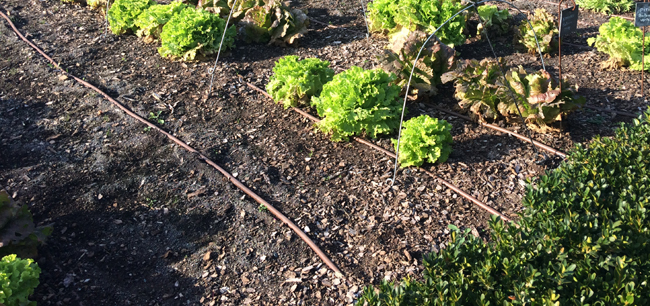 arrosage par micro-irrigation