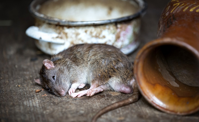 Comment se débarrasser d'un rongeur dans les murs ?