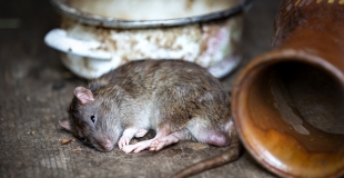 Rongeurs nuisibles dans la maison : quelles solutions pour les éradiquer ?