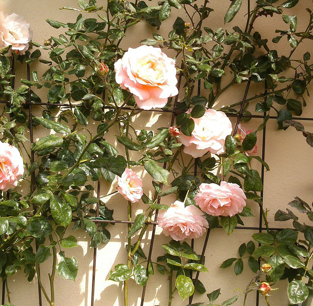 fer à béton comme tuteur au jardin