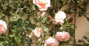 Tout savoir sur le fer à béton et son utilisation